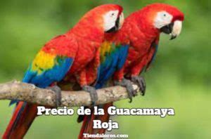 PRECIO Actual de GUACAMAYAS Rojas.